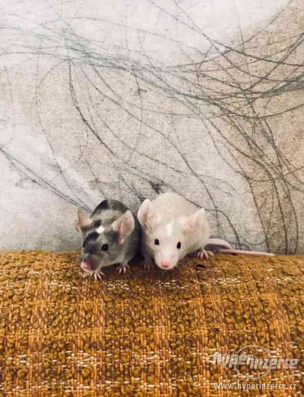 Barevné kudrnaté a krátkosrtsté myšky - foto 4