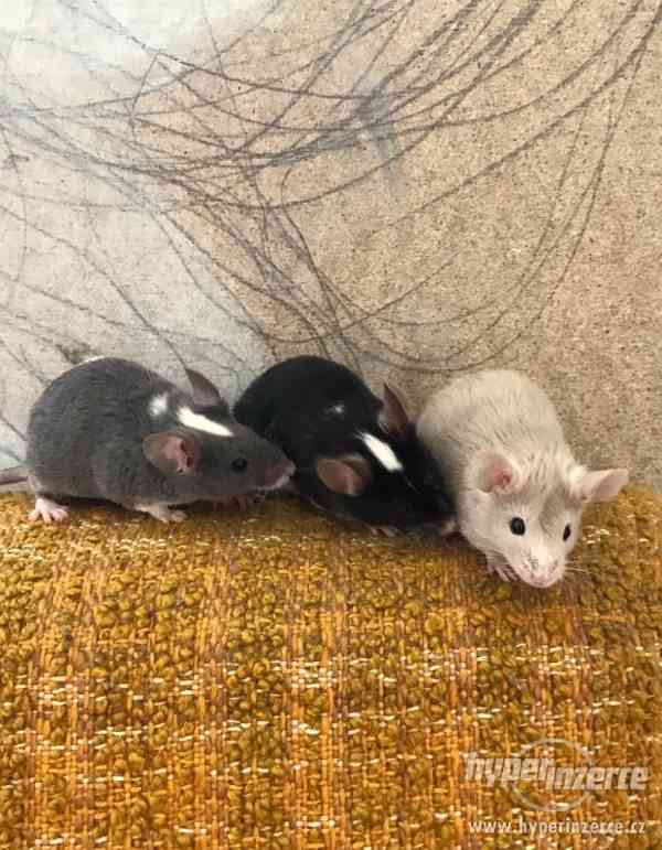 Barevné kudrnaté a krátkosrtsté myšky - foto 5