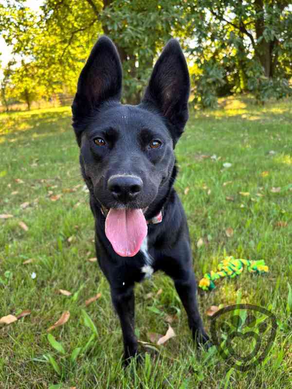 Lilith ❤ energická fenka ❤ - foto 3