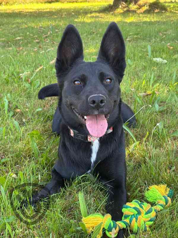 Lilith ❤ energická fenka ❤ - foto 2