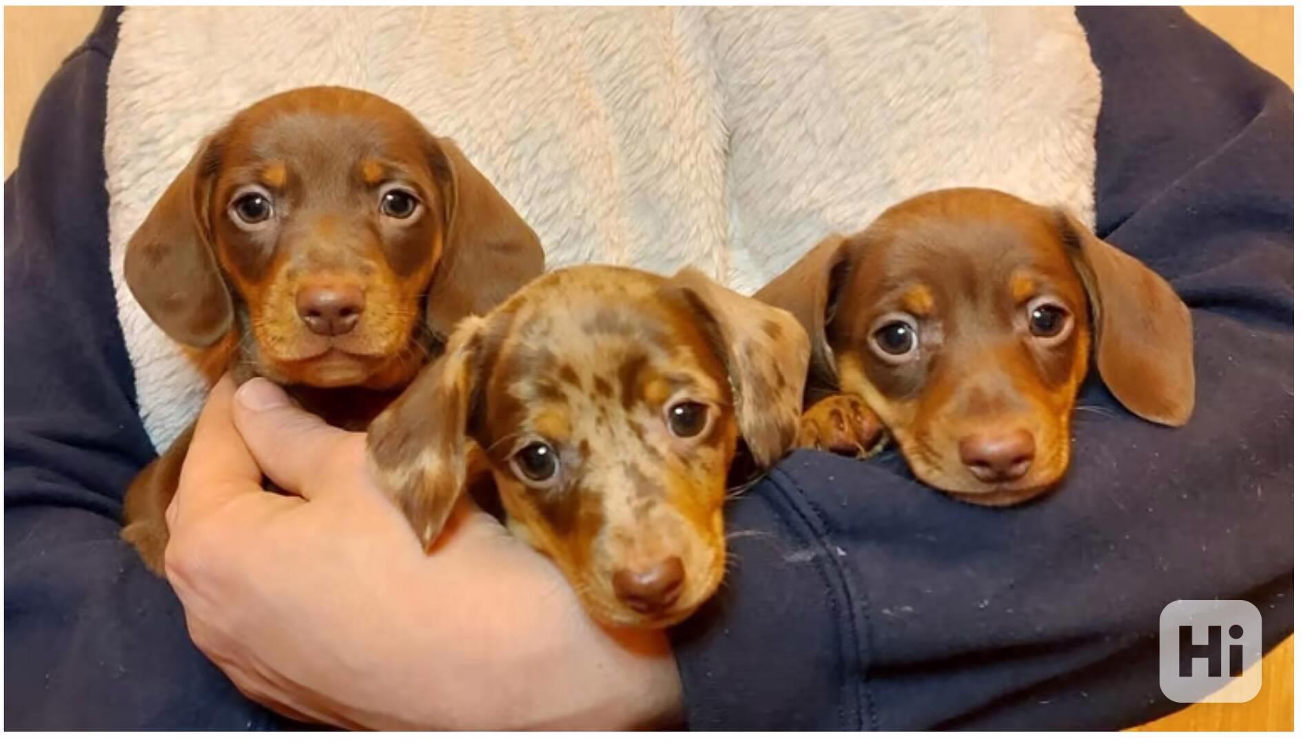 Jezevčík hladkosrstý trpasličí - foto 1