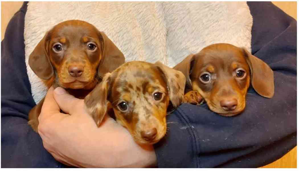 Jezevčík hladkosrstý trpasličí