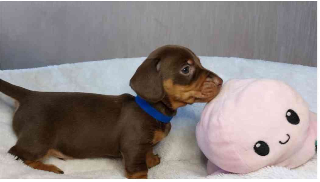 Jezevčík hladkosrstý trpasličí - foto 2