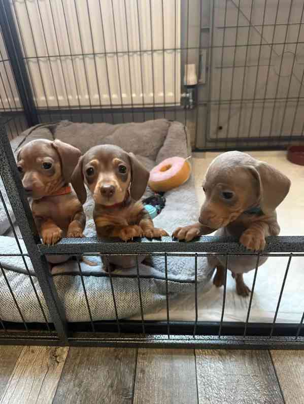 Jezevčík hladkosrstý trpasličí - foto 5