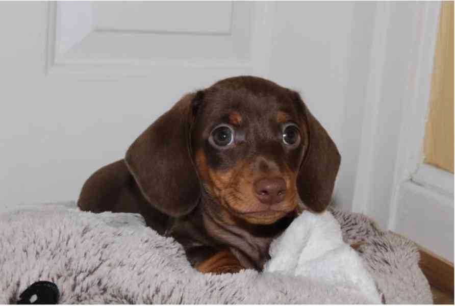 Jezevčík hladkosrstý trpasličí - foto 3