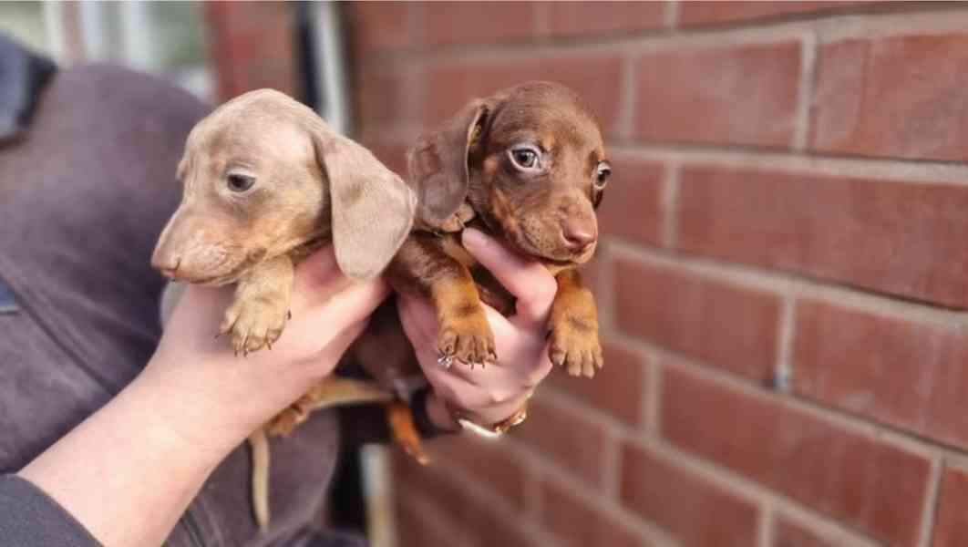 Jezevčík hladkosrstý trpasličí - foto 4