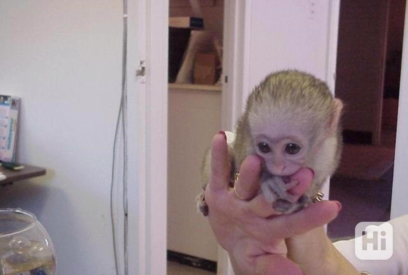 Mláďata kapucínských opic samec a samice - foto 1