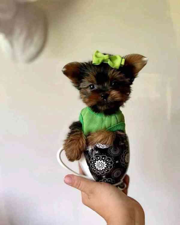 Jorkšírskýteriér s PP FCI - TOP - foto 2