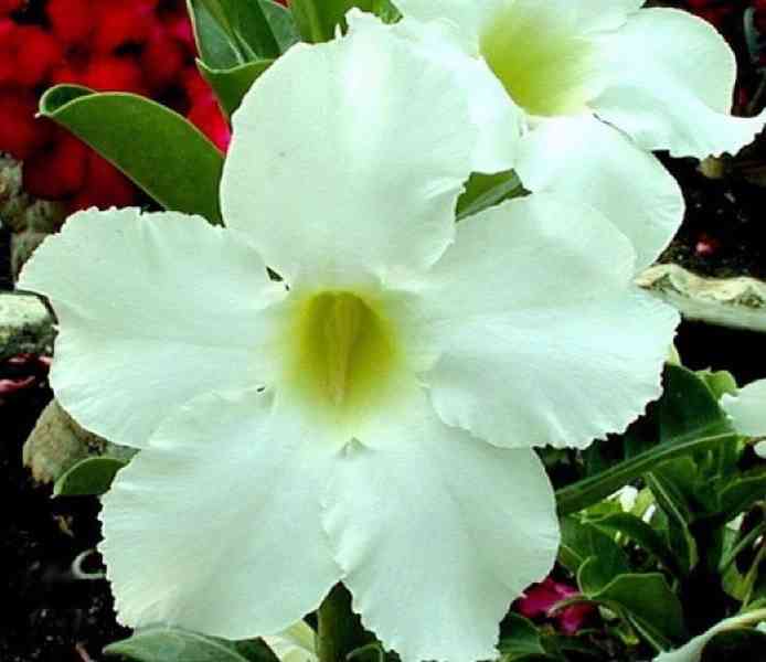 Adenium obesum 'asian star' - semena