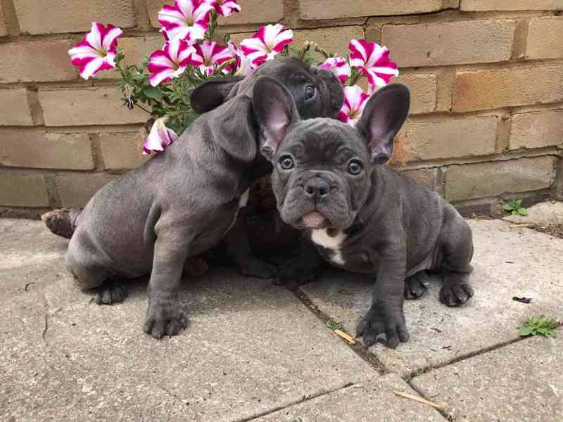 Štěňata francouzského buldočka Itelligent - foto 1