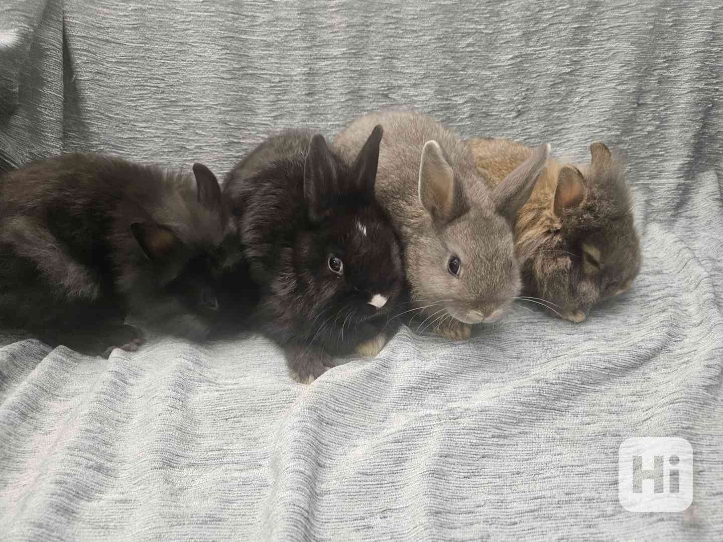 Zakrslý králíček  - foto 1