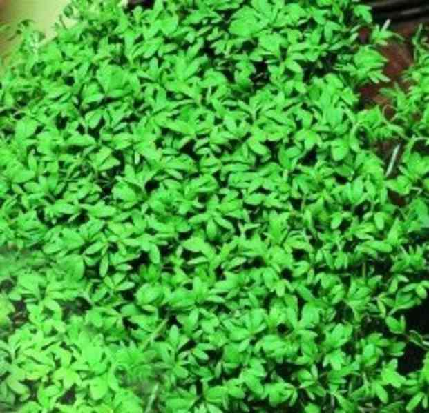 ŘEŘICHA ZAHRADNÍ DÁNSKÁ - SEMENA