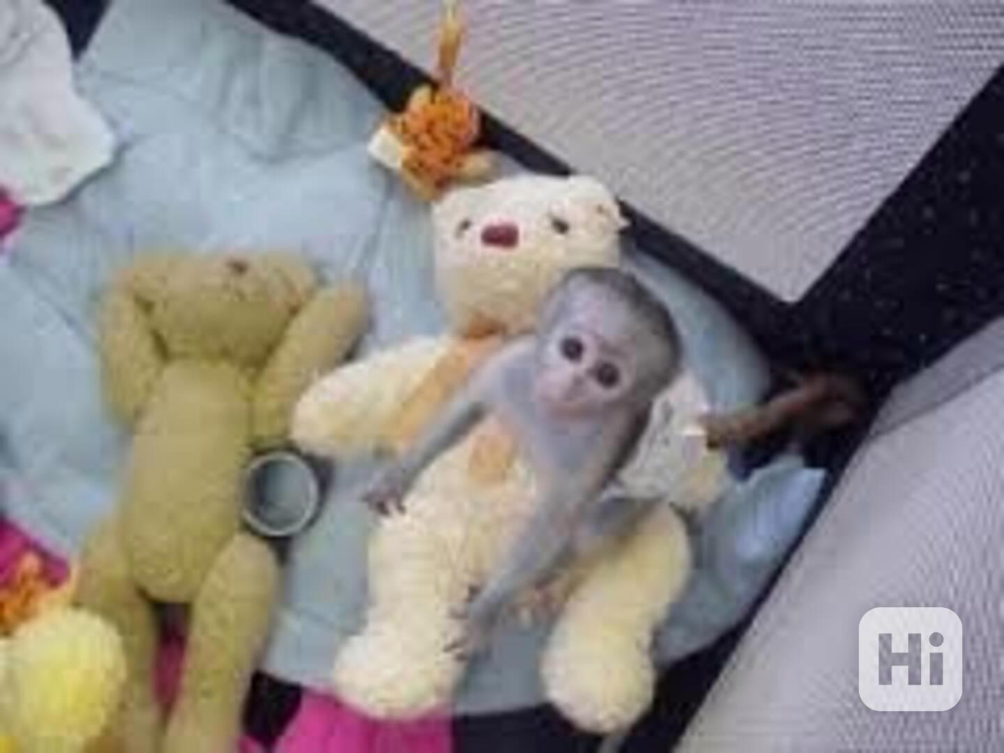 Kapucínské opice k adopci - foto 1