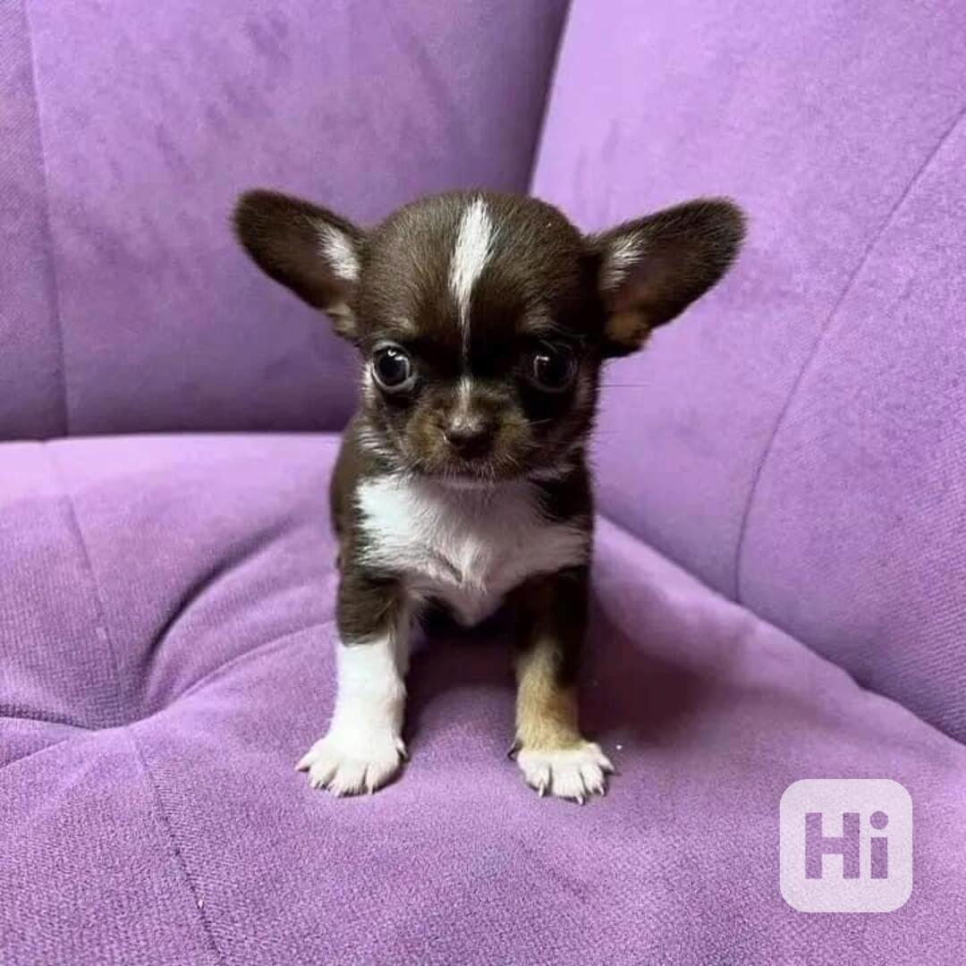 Čivava k adopci zdarma - foto 1