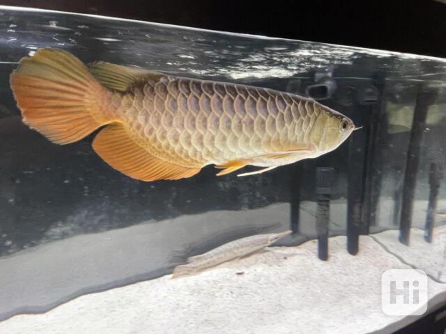 Ryby Arowana na prodej - foto 1