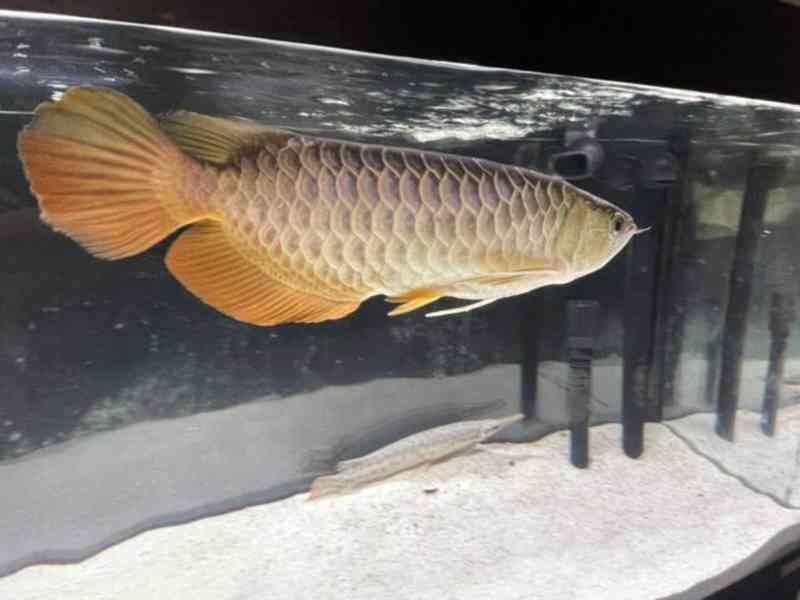 Ryby Arowana na prodej