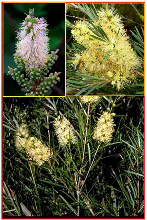 MRAZUVZDORNÝ CALLISTEMON SIEBERI - SEMENA - foto 1