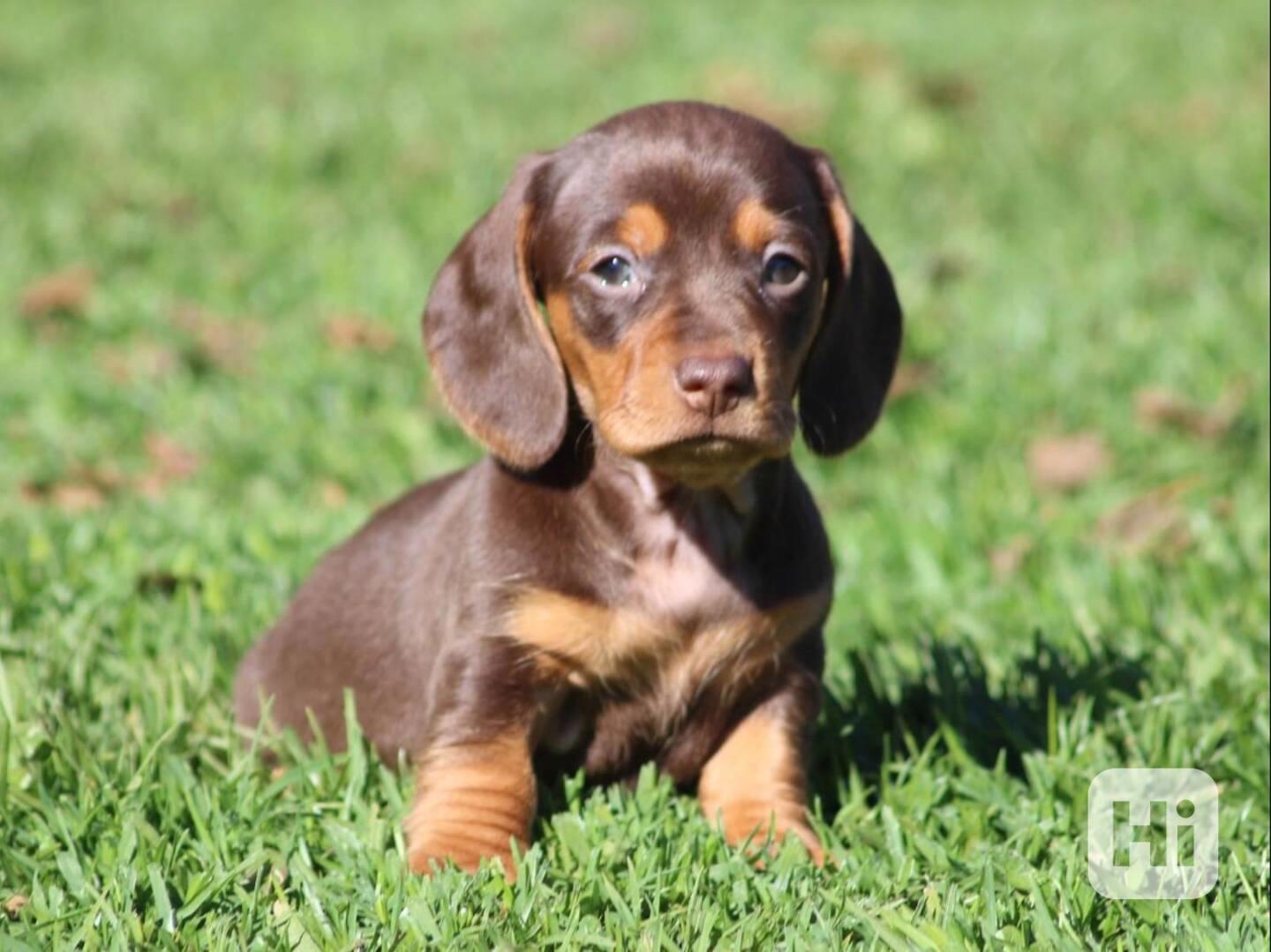 Prodám štěňátko Jezevčík, hladkosrstý fenečka. - foto 1