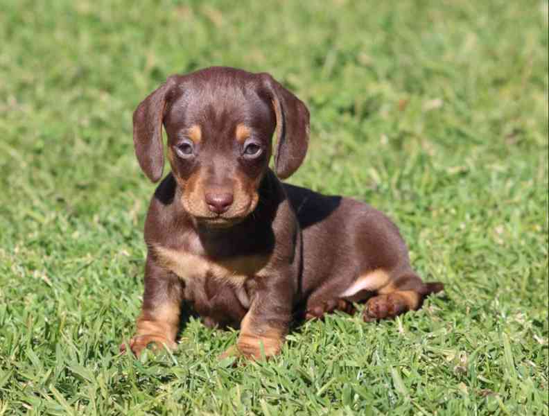 Prodám štěňátko Jezevčík, hladkosrstý fenečka. - foto 2