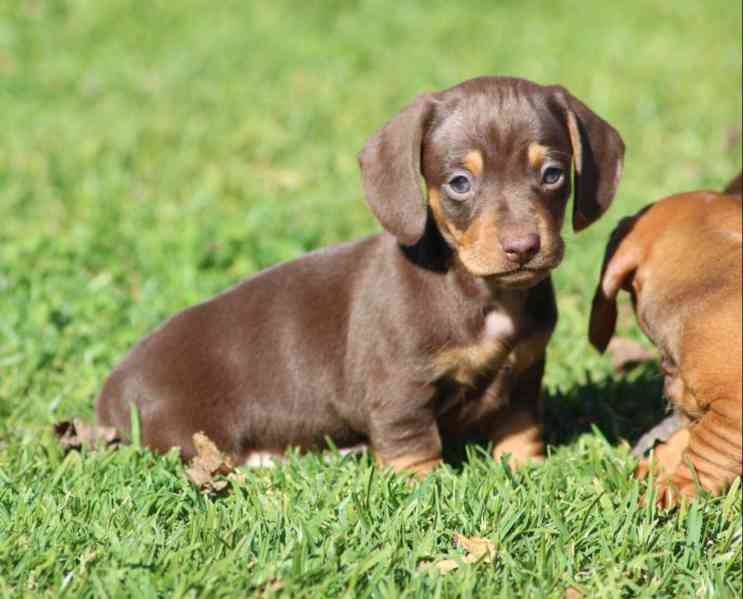 Prodám štěňátko Jezevčík, hladkosrstý fenečka. - foto 3