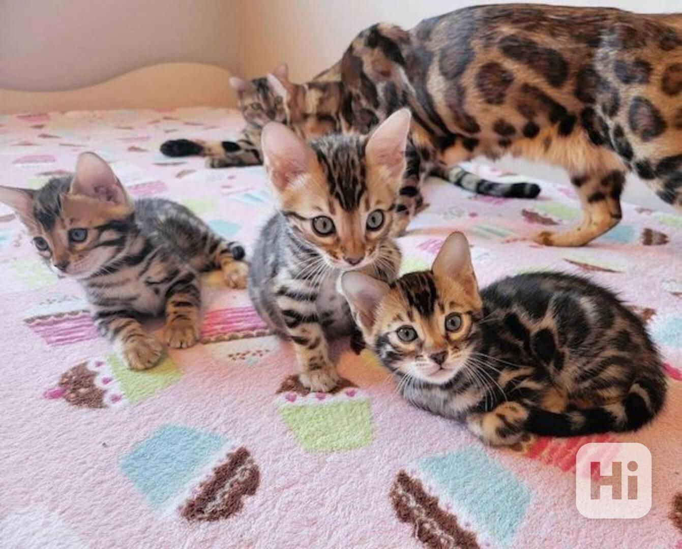 Bengálská koťátka k dispozici - foto 1