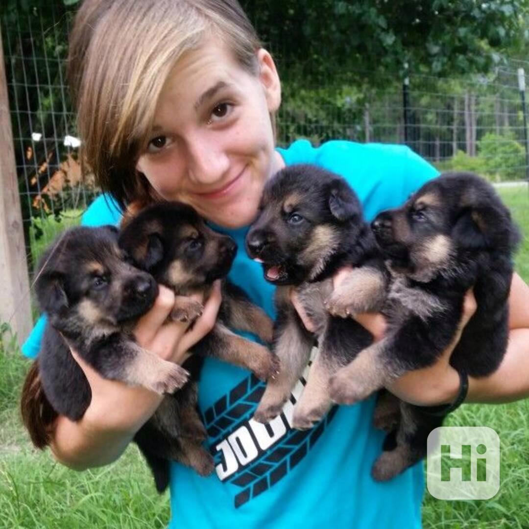 Roztomilá štěňata německých ovčáků zdarma k adopci  - foto 1