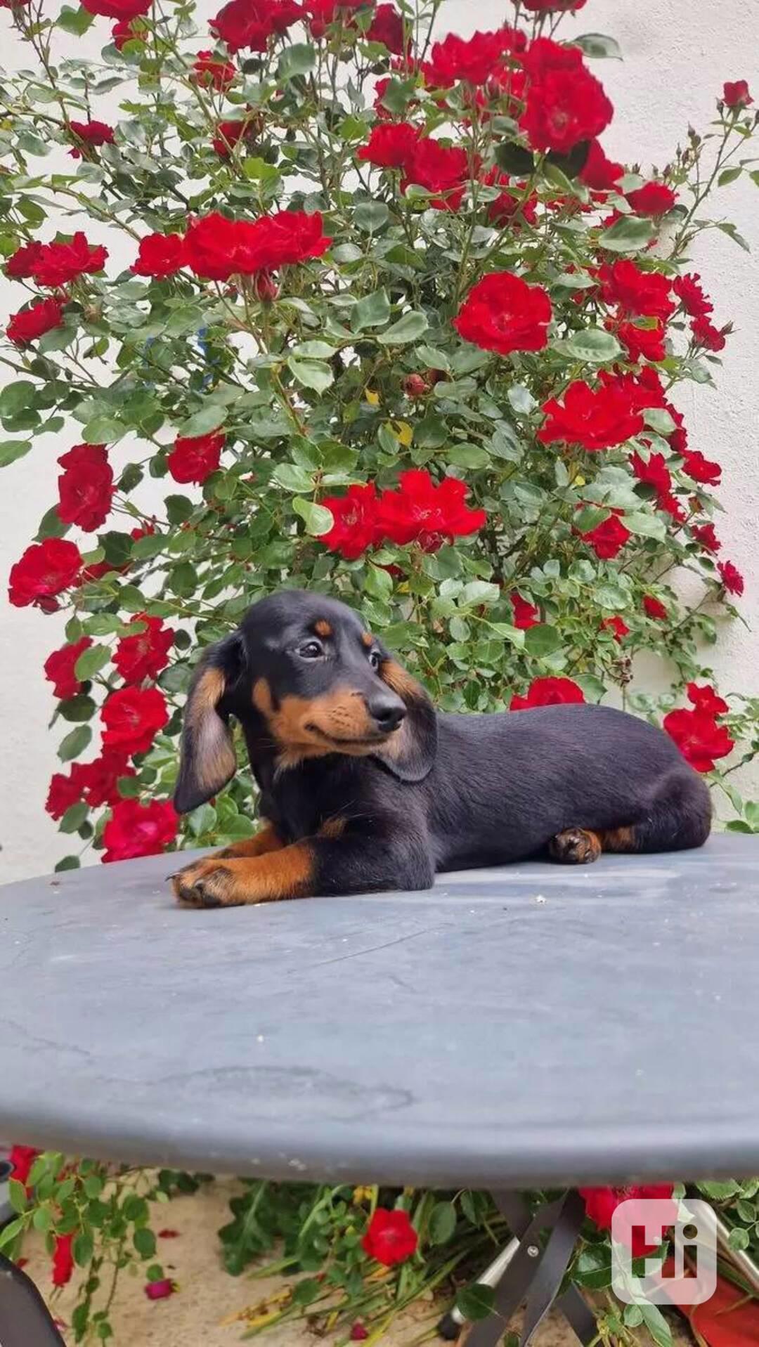 Krásná štěňata jezevčíka pro dobrý domov. - foto 1