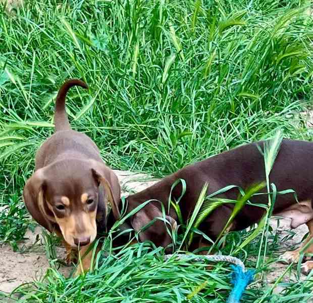 Krásná štěňata jezevčíka pro dobrý domov. - foto 3