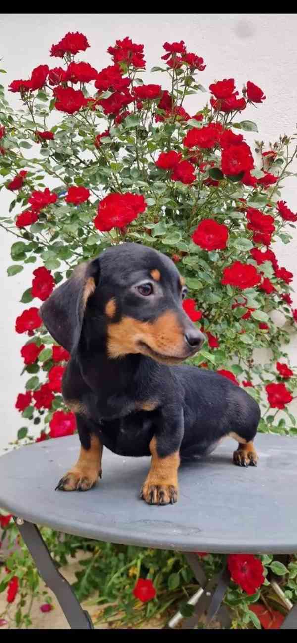 Krásná štěňata jezevčíka pro dobrý domov. - foto 2