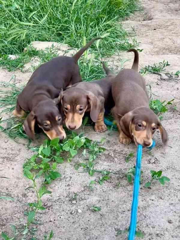 Krásná štěňata jezevčíka pro dobrý domov. - foto 5