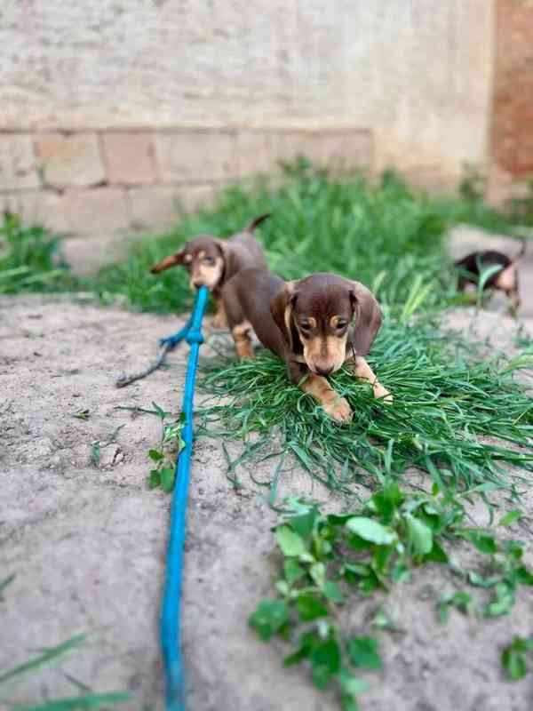 Krásná štěňata jezevčíka pro dobrý domov. - foto 6
