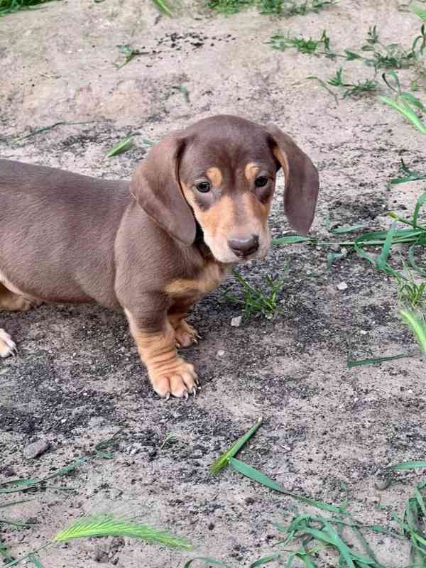 Krásná štěňata jezevčíka pro dobrý domov. - foto 4