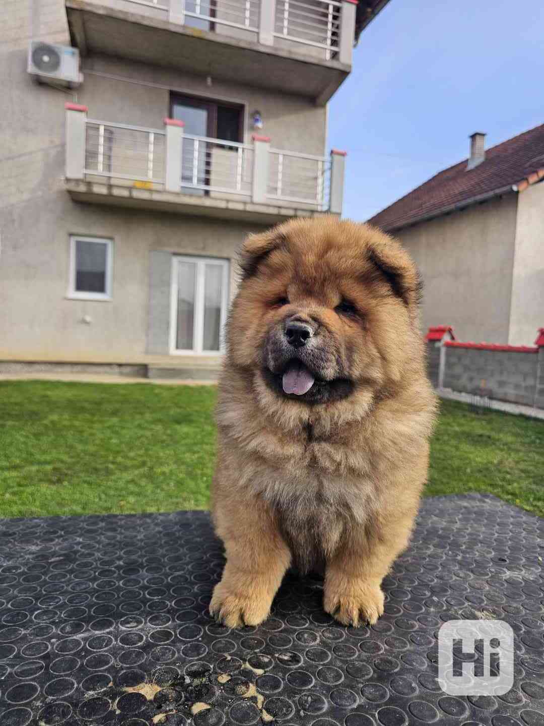 Chow Chow ŠTĚŇATA – PRESTIŽNÍ KREVNÍ LINIE – IHNED K ODBĚRU! - foto 1
