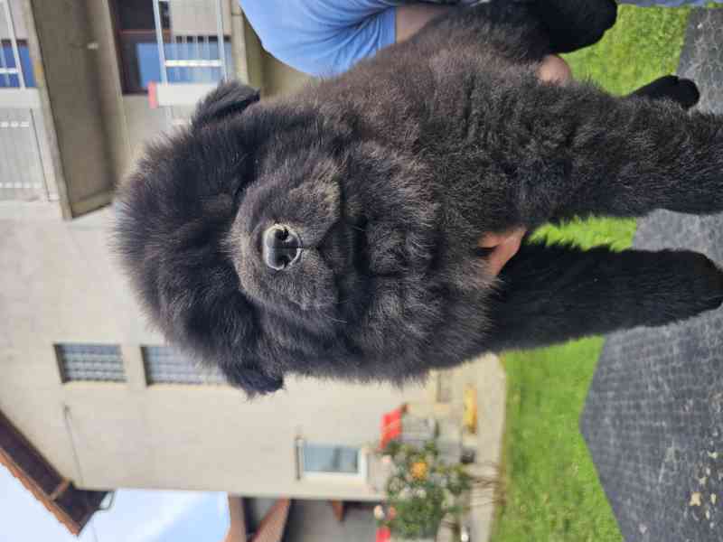 Chow Chow ŠTĚŇATA – PRESTIŽNÍ KREVNÍ LINIE – IHNED K ODBĚRU! - foto 7