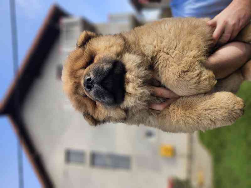 Chow Chow ŠTĚŇATA – PRESTIŽNÍ KREVNÍ LINIE – IHNED K ODBĚRU! - foto 4