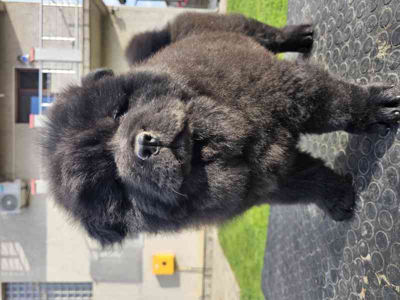Chow Chow ŠTĚŇATA – PRESTIŽNÍ KREVNÍ LINIE – IHNED K ODBĚRU! - foto 6