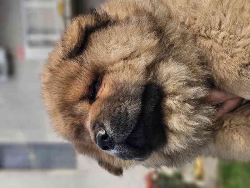 Chow Chow ŠTĚŇATA – PRESTIŽNÍ KREVNÍ LINIE – IHNED K ODBĚRU! - foto 3