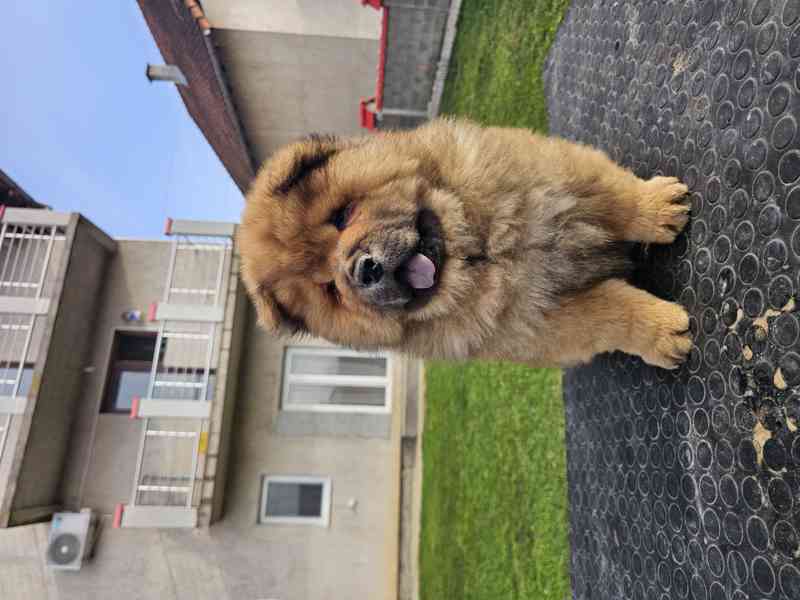 Chow Chow ŠTĚŇATA – PRESTIŽNÍ KREVNÍ LINIE – IHNED K ODBĚRU!