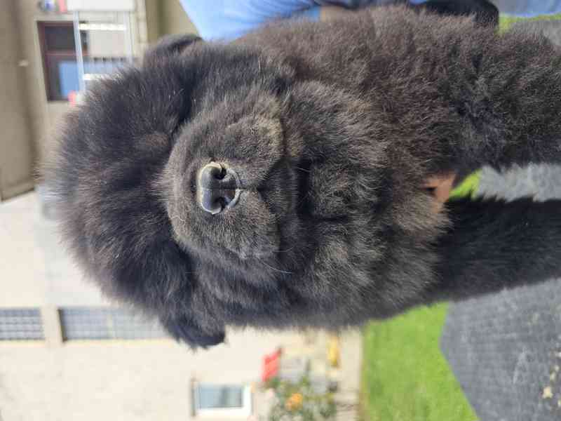 Chow Chow ŠTĚŇATA – PRESTIŽNÍ KREVNÍ LINIE – IHNED K ODBĚRU! - foto 5