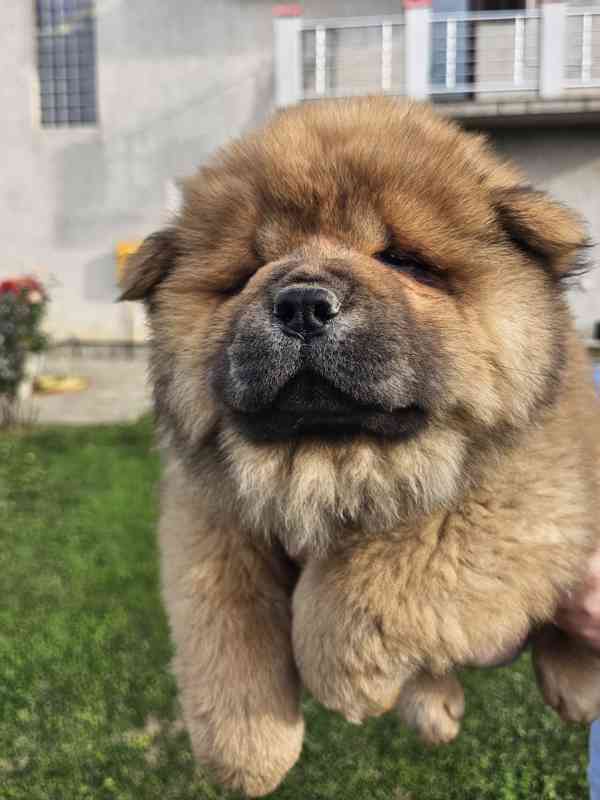 Chow Chow ŠTĚŇATA – PRESTIŽNÍ KREVNÍ LINIE – IHNED K ODBĚRU! - foto 2