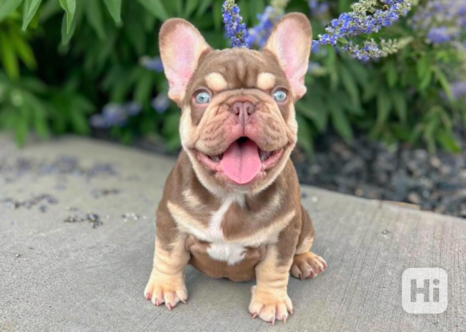 Štěňata francouzského buldoka : ‪+34691110490‬ - foto 1
