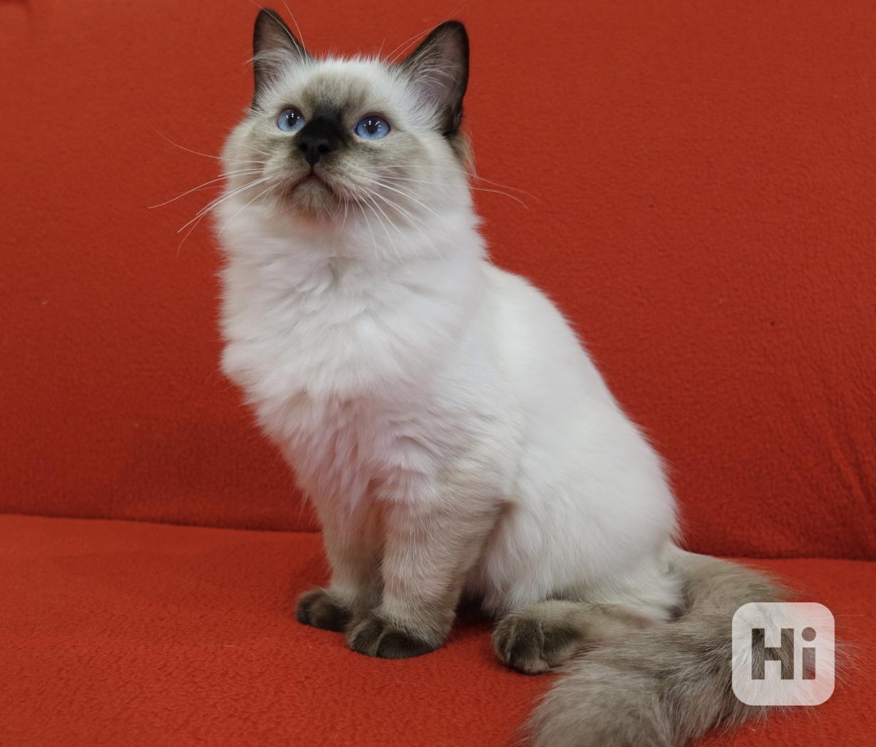 Ragdoll koťata s PP - foto 1