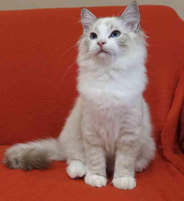 Ragdoll koťata s PP - foto 2