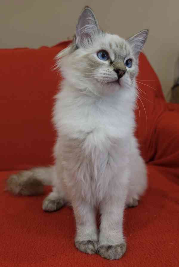 Ragdoll koťata s PP - foto 4