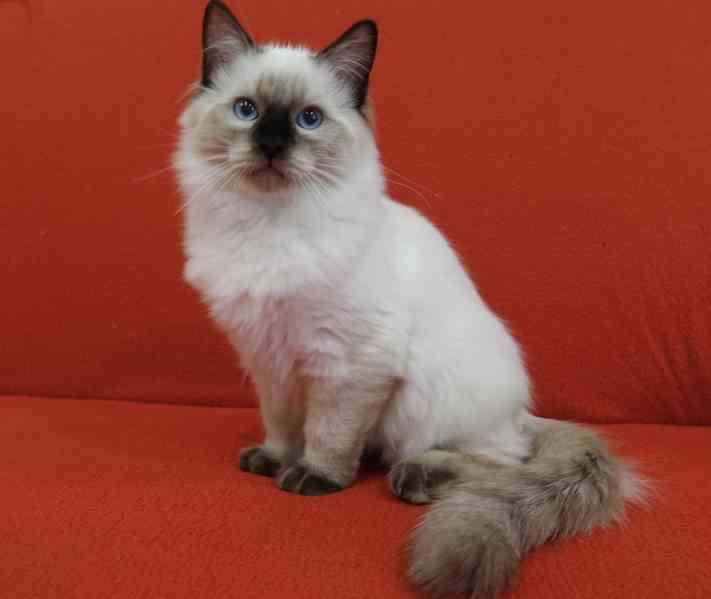 Ragdoll koťata s PP - foto 6