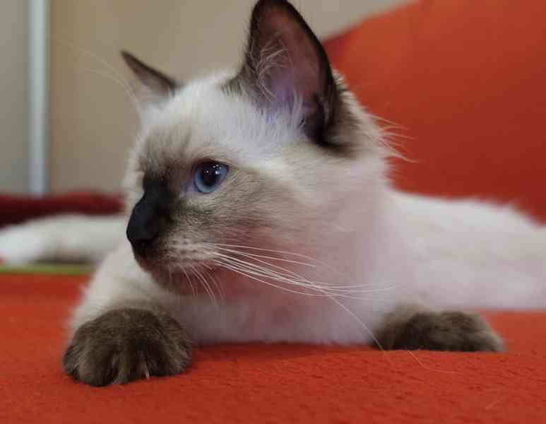 Ragdoll koťata s PP - foto 7