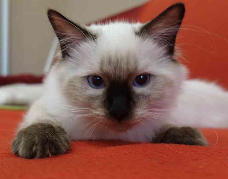 Ragdoll koťata s PP - foto 5