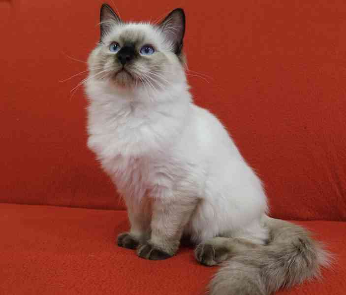 Ragdoll koťata s PP - foto 1