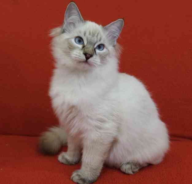 Ragdoll koťata s PP - foto 3