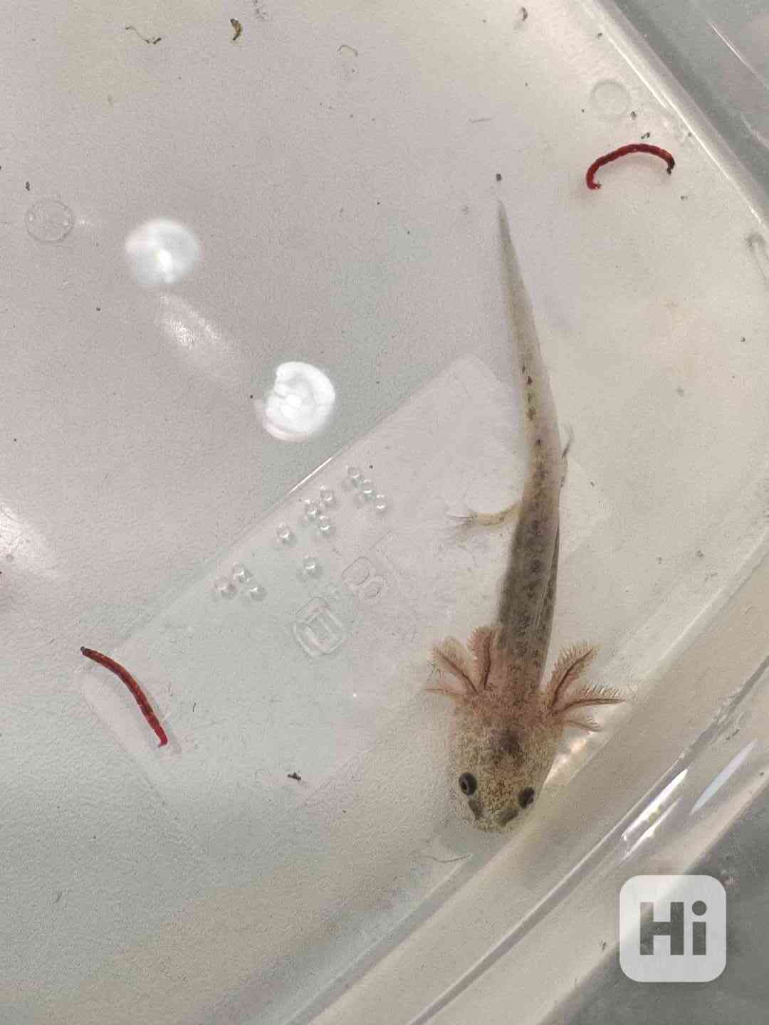 Axolotl mexický - vodní dráček - foto 1